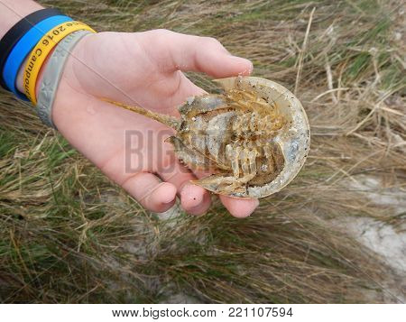Horseshoe crab exoskeleton or molted shell.  Found in a natural protected animal sanctuary.