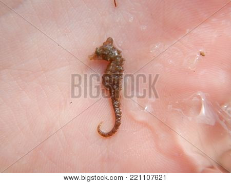 A Very Tiny Seahorse Being Held In The Palm Of My Hand.  A Splash Of Water Is Visible To The Right O