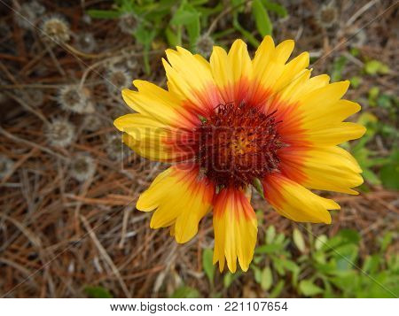 Big Beautiful Yellow Flower With A Burgundy Red Middle
