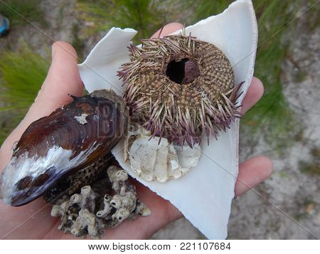 Pictures is a scallop shell, an assortment of corals, a broken whelk shell, a dead sea urchin and other oceanic findings all being held in the palm of a hand.