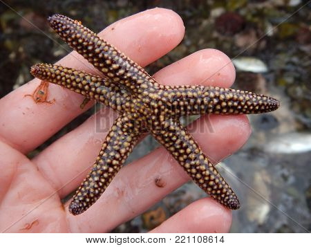 Spinulosida starfish.  