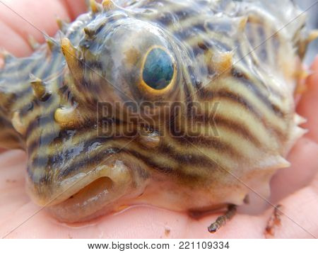 closeup of a puffer-fish that was caught in a trolling net.  The large eye and beautiful strips greatly characterize this  specimen. 