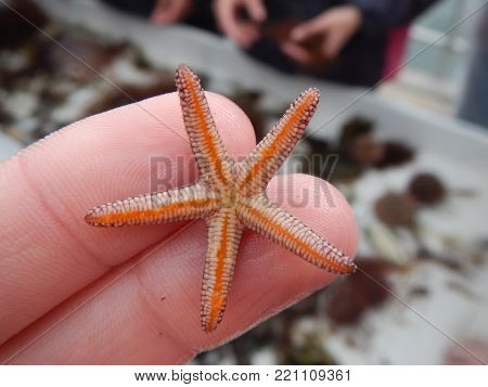 Tiny starfish being held on two fingertips. 