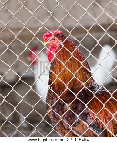 Cock with chicken in a cage . In the park in nature