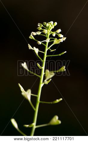 flowering herbs in nature . In the park in nature