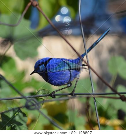 Splendid Fairy Wren Nicknamed Blue Wren Australia