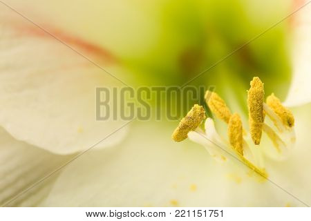 Soft focus image of pastel colored pink amarylis flowers