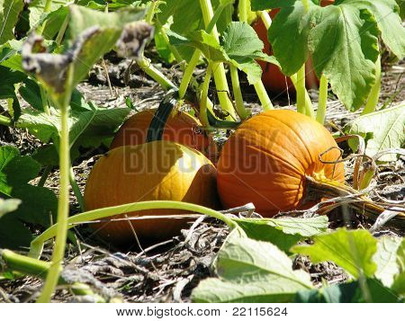 Pumpkin Patch