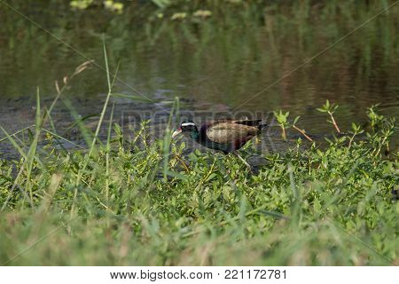 Bronze-winged Jacana Bird Walking In The Nature