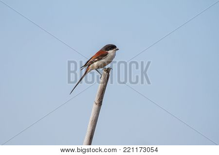 Burmese Shrike Male Perching On A Branch