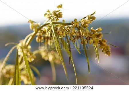 Marijuana. Hemp. Cannabis. Cannabis In The Sunset Sun And On A Blurred Background. Marijuana Bush Fo