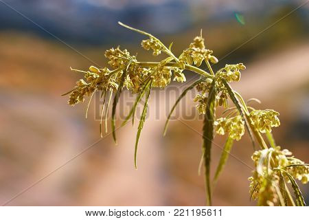 Marijuana. Hemp. Cannabis. Cannabis In The Sunset Sun And On A Blurred Background. Marijuana Bush Fo