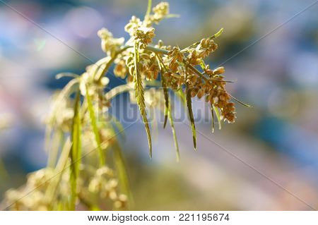 Marijuana. Hemp. Cannabis. Cannabis In The Sunset Sun And On A Blurred Background. Marijuana Bush Fo