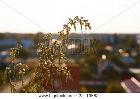 Marijuana. Hemp. Cannabis. Cannabis In The Sunset Sun And On A Blurred Background. Marijuana Bush Fo