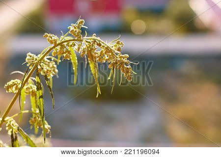 Marijuana. Hemp. Cannabis. Cannabis In The Sunset Sun And On A Blurred Background. Marijuana Bush Fo