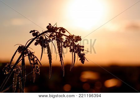 Marijuana. Hemp. Cannabis. Cannabis In The Sunset Sun And On A Blurred Background. Marijuana Bush Fo