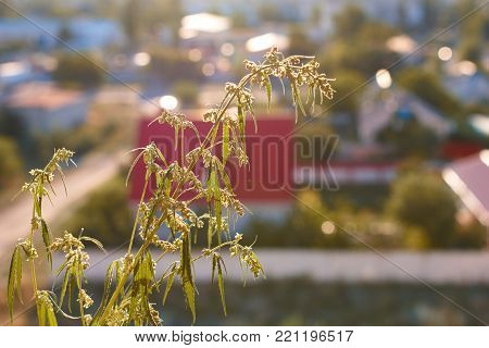 Marijuana. Hemp. Cannabis. Cannabis In The Sunset Sun And On A Blurred Background. Marijuana Bush Fo
