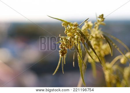 Marijuana. Hemp. Cannabis. Cannabis In The Sunset Sun And On A Blurred Background. Marijuana Bush Fo