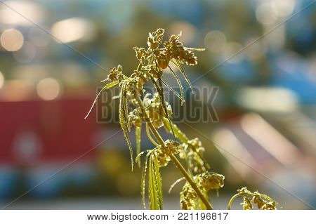 Marijuana. Hemp. Cannabis. Cannabis In The Sunset Sun And On A Blurred Background. Marijuana Bush Fo