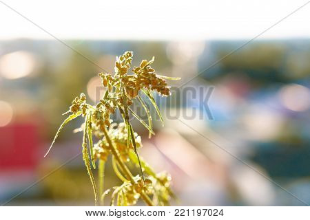 Marijuana. Hemp. Cannabis. Cannabis In The Sunset Sun And On A Blurred Background. Marijuana Bush Fo