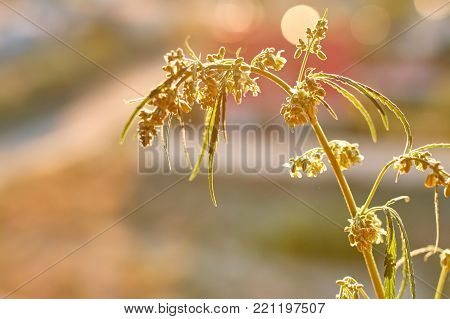 Marijuana. Hemp. Cannabis. Cannabis In The Sunset Sun And On A Blurred Background. Marijuana Bush Fo