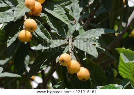 Ripe fruits on the Maltese plum tree