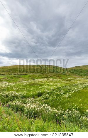 A Portrait View Of Wildflowers Growing On The Side Of The Road Outside Of Crieff, Scotland.