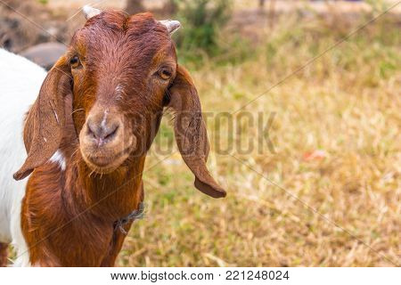 Goat With Short Horns