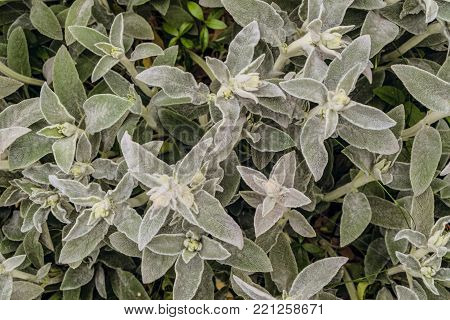 Stachys byzantina leaves background. Natural lush plants for ornamental and landscaping park and garden design.