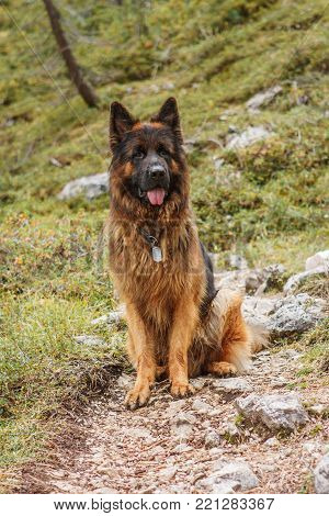 Picture Of A German Shepherd Dog On The Trails Of Cortina D'ampezzo, Dolomites, Italy