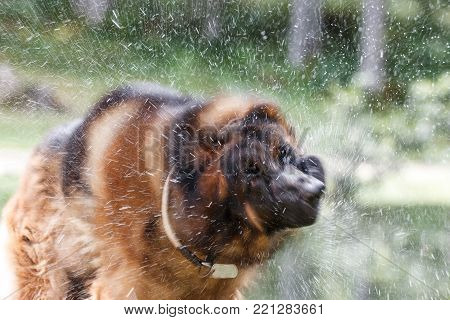 Picture Of A German Shepherd Dog On The Trails Of Cortina D'ampezzo, Dolomites, Italy
