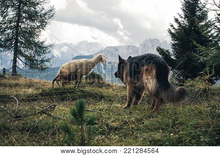 Picture Of A German Shepherd Dog Guarding A Sheep Of Cortina D'ampezzo, Dolomites, Italy