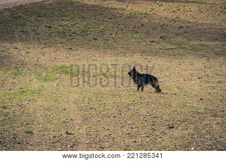 Picture Of A German Shepherd Dog On The Trails Of Cortina D'ampezzo, Dolomites, Italy