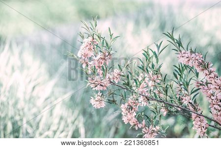 Pink flowering almond blossom, spring green lawn background. Beautiful pink spring tender flowers blossom. Pink sharp and defocused flowers blooming tree, sun backlit.
