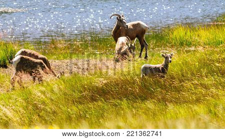 Big horn sheep grazing near the edge of a lake in Rocky Mountain National Park in Colorado.