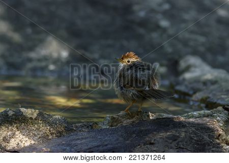 Puff-throated babbler or spotted babbler ruffling its feathers to shake out the extra water and fluffs them up to dry in the air , Thailand