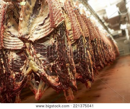 CARCASSES OF FRESHLY SLAUGHTERED COWS HANGING IN ABATTOIR