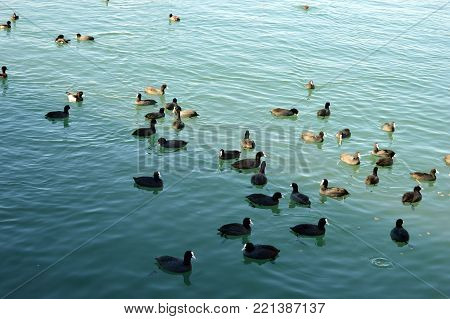 In the Bay of the sea of people feeding the ducks