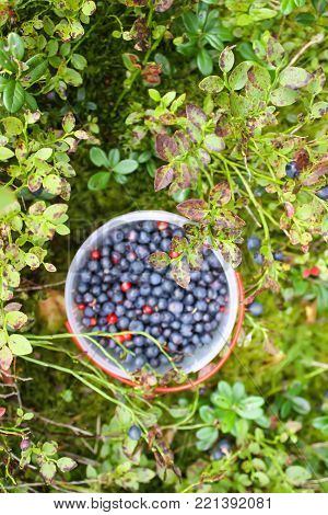 Wild Ripe Blueberry And Cranberry In Plastic Bowl In Summer Forest.