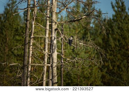 Corvus cornix. Mid-sized bird. Expanded throughout Europe. Photographed in Finland. Wild nature. Karelia. Beautiful picture. Bird. Autumn nature of Finland.