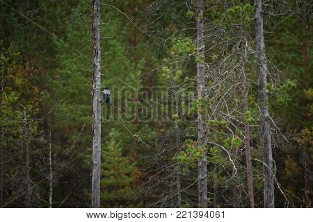 Corvus cornix. Mid-sized bird. Expanded throughout Europe. Photographed in Finland. Wild nature. Karelia. Beautiful picture. Bird. Autumn nature of Finland.