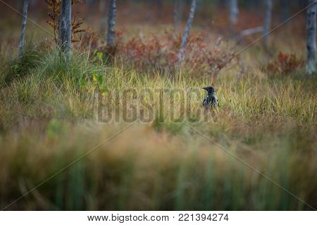 Corvus cornix. Mid-sized bird. Expanded throughout Europe. Photographed in Finland. Wild nature. Karelia. Beautiful picture. Bird. Autumn nature of Finland.