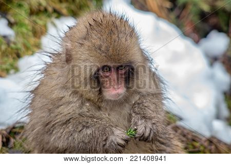 A young Japanese Macaque glances at the camera while eating the little green ruffage that can be found.   In winter, food becomes scarce for the monkeys, so they eat anything they can chew.