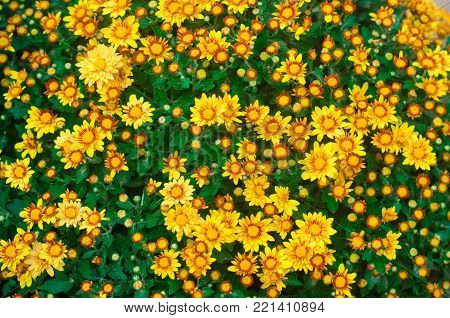 beautiful yellow chrysanthemum, texture of flowers background