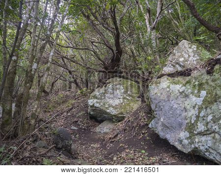 Mystery Primary Laurel Forest Laurisilva Rainforest With Old Green Mossed Tree And Rocks And Footpat