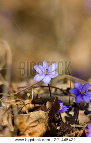 Blue protected and endangered spring flower Hepatica nobilis Schreb