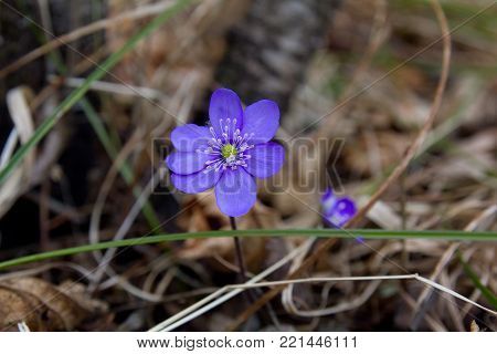 Blue protected and endangered spring flower Hepatica nobilis Schreb.
