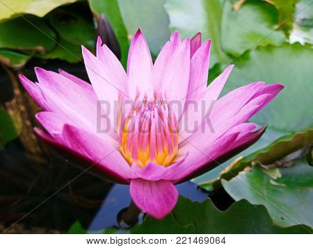Pink Water Lily (Pink Lotus) in a Pond!