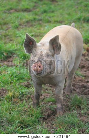 Schwein