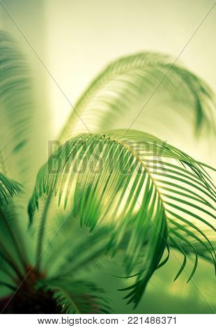 Close up evergreen leaf of a palm tree with a shadow calm green background